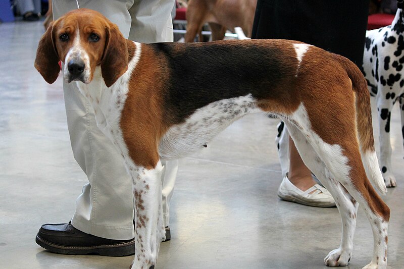 File:American Foxhound At A Dog Show.jpg