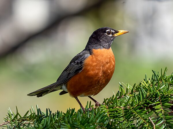 American robin