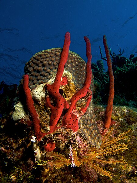 File:Amphimedon compressa (Erect Rope Sponge- red).jpg