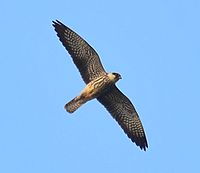 Amur Falcon (female, underwing).jpg
