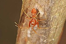 Ant-mimic Amyciaea sp., Karnataka, India Amyciaea sp..jpg