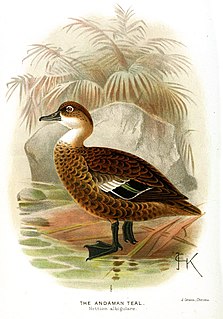 <span class="mw-page-title-main">Andaman teal</span> Species of bird