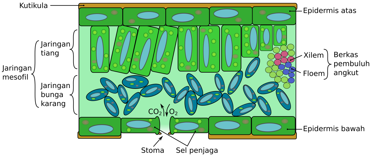 Fileanatomi Daunsvg Wikimedia Commons