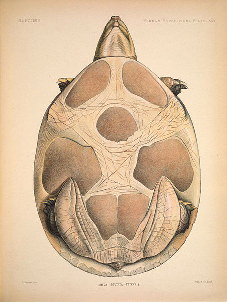 File:Anatomical and zoological researches- comprising an account of the zoological results of the two expeditions to western Yunnan in 1868 and 1875; and a monograph of the two cetacean genera, Platanista (6258167000).jpg