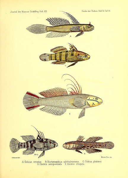 File:Andrew Garrett's Fische der Südsee (1876) (17574758873).jpg