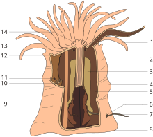 Dissection of a sea anemone
5 - complete mesentery
10 - incomplete mesentery
11 - one of the two ostia Anemone anatomy.svg