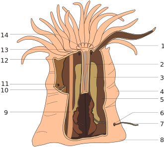 Anemone anatomy.svg