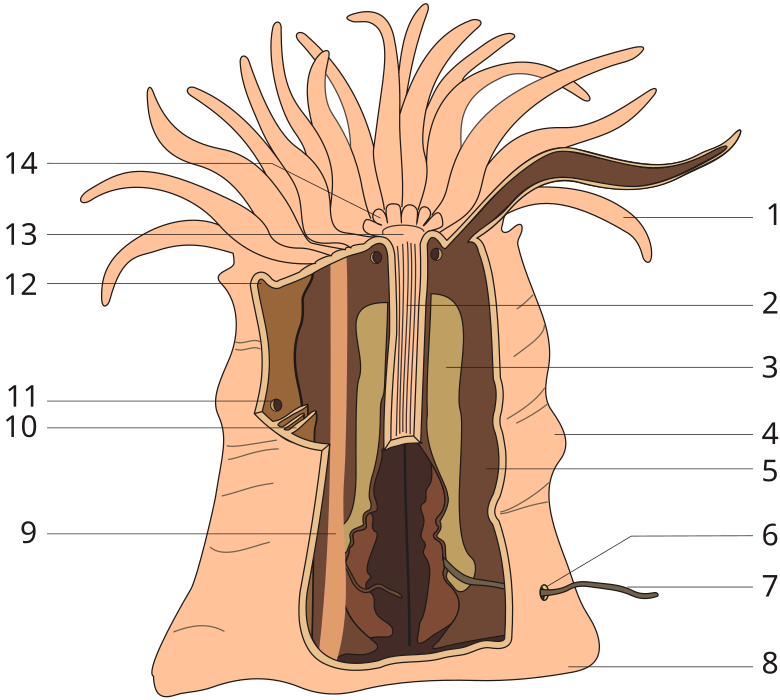 sea anemone anatomy