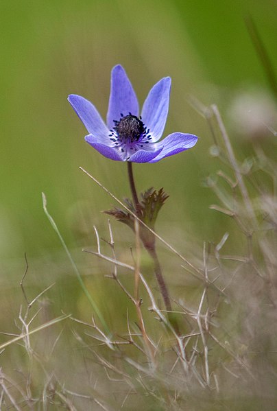 File:Anemone coronaria, Crete 04(js).jpg