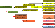 "Representación gráfica de la clasificación filogenética"