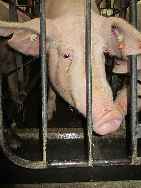 File:Animal Cruelty Iowa Select Farms IS 2011-05-14 72 (5840760229).jpg