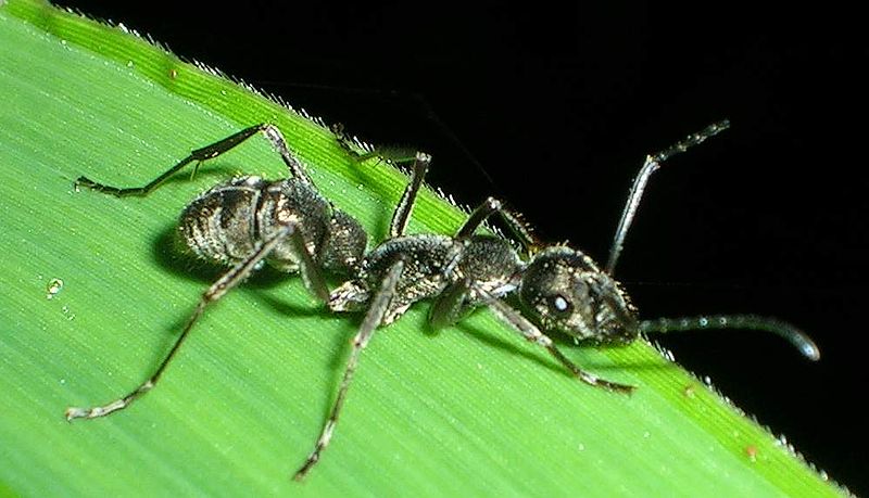 File:Ant wynaad.jpg