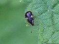 Anthocoris nemorum (Linnaeus, 1761)