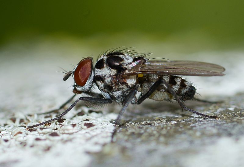 File:Anthomyia May 2013-2.jpg