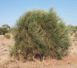 <i>Capparis anomala</i> Genus of flowering plants