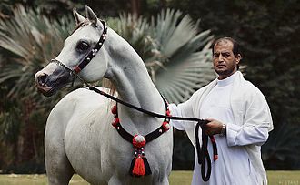 Caballo gris con su dueño.