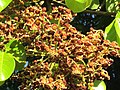 Sterculia Apetala