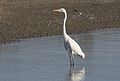 la Grande aigrette (Egretta alba) ;