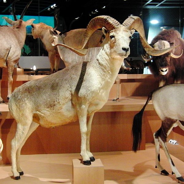 Датотека:Argali Stuffed specimen.jpg