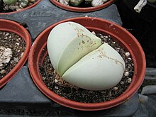 Argyroderma testiculare in cultivation Argyroderma testiculum.jpg