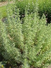 Artemisia herba-alba, the 'white wormwood', in a garden