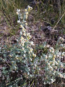 Artemisia macrocephala (28383730706).jpg