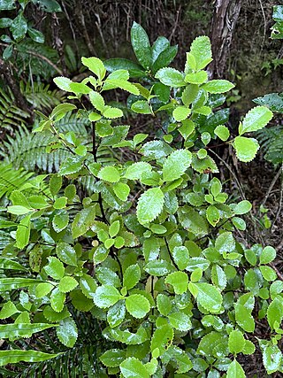 <i>Ascarina lucida</i> Species of tree