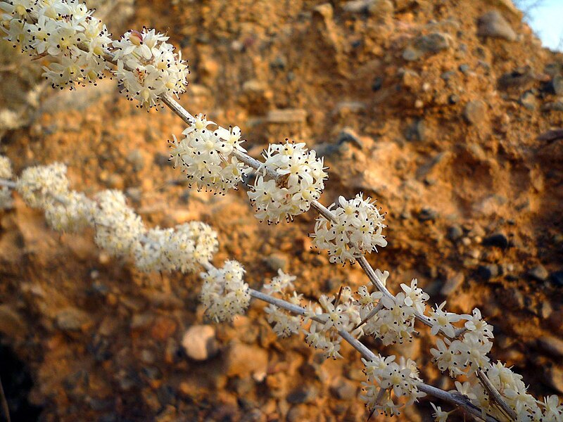 File:Asparagus albus 07.JPG