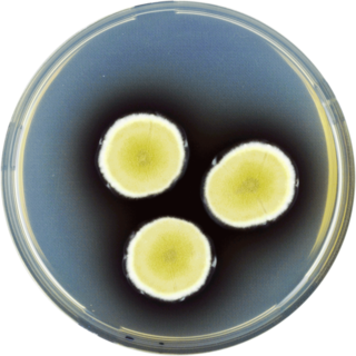 <i>Aspergillus funiculosus</i> Species of fungus