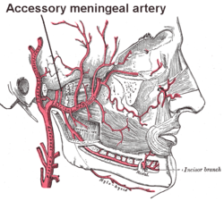 Meningeal artery.png-ni baholash