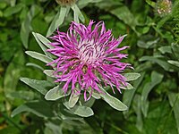 Flower of Centaurea uniflora Asteraceae - Centaurea uniflora-1.JPG