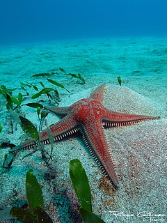 Astropectinidae Family of starfishes