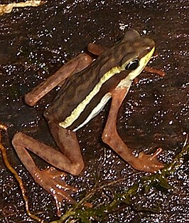 Atelopus elegans