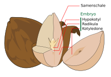 Dikotyler Samen der Avocado