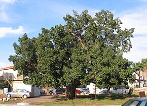 Sycamore (Ficus sycomorus) is often planted for shade.  It was also often grown in temples, and its wood was used to make the coffins of mummies.