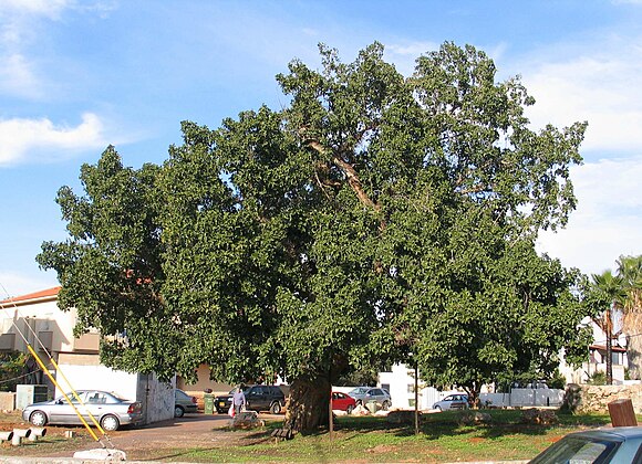 The sycamore (Ficus sycomorus) was often planted for shade.  It was also often planted at temples, and its wood was used for making coffins for mummies.