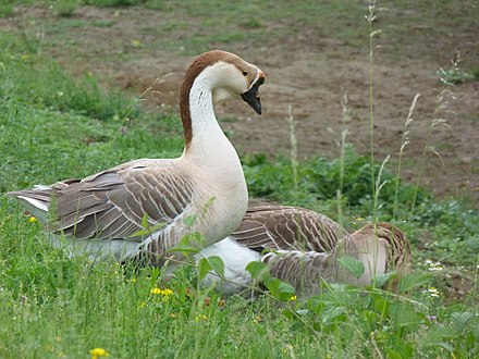 Chinese geese (Anser cygnoides domesticus), the domesticated form of the swan goose (Anser cygnoides)