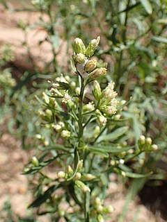 <i>Baccharis salicina</i> Species of flowering plant