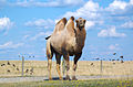 Een kameel in Ohio