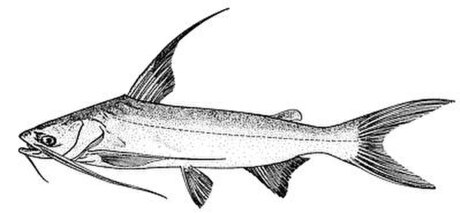 Gafftopsail catfish