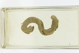 <i>Balanoglossus gigas</i> Largest known Enteropneust (acorn worm)