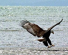 Águila calva al acecho