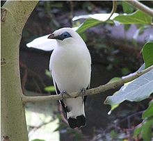 220px Baliespreeuw - آشنایی با مرغ مینا Mynah Bird