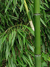 Bamboo DSCN2465.jpg