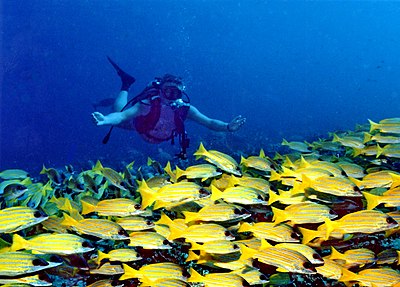 Scuba diving tourism