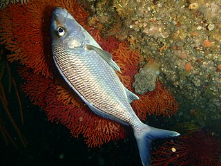 <i>Chirodactylus grandis</i> Species of marine ray-finned fish from southern Africa