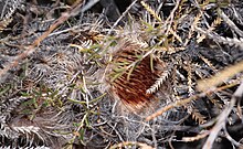 Banksia shuttleworthiana - Dryandra shuttleworthiana - Bearded Dryandra-2.JPG