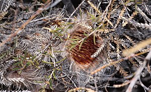 Banksia shuttleworthiana - Dryandra shuttleworthiana - Bearded Dryandra-2.JPG