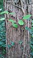 Bark of Ulmus minor 'Dicksonii' at Peasholm Park, Scarborough.jpg