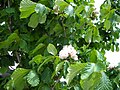 Vignette pour Marronnier à fleurs doubles